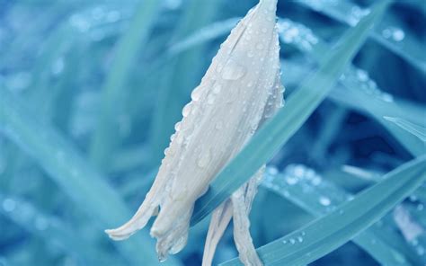 Wallpaper White Flowers Water Nature Plants Blue Ice Frost