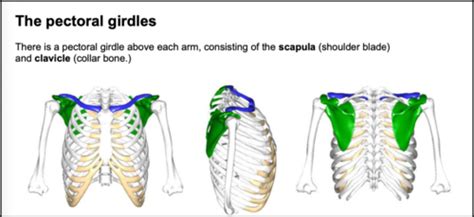 Lab 6 BIOL 250 Appendicular Skeleton Flashcards Quizlet