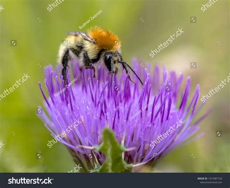 246 Great Yellow Bumblebee Images, Stock Photos & Vectors | Shutterstock