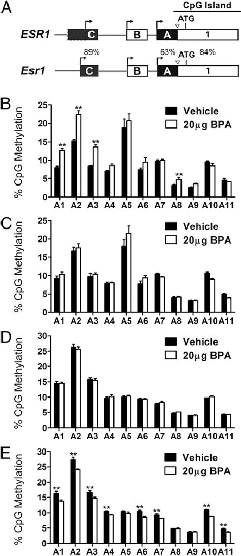 Effects Of Gestational Bpa Exposure On Dna Methylation Of Esr1 Exon A