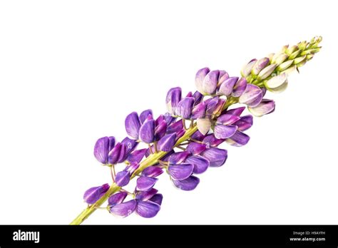 Planta De Lupino Morado Fotografías E Imágenes De Alta Resolución Alamy