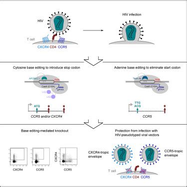 Disruption Of Hiv Co Receptors Ccr And Cxcr In Primary Human T