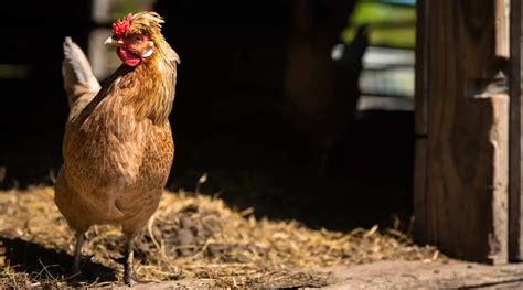 Can Chickens Eat Alfalfa? | Pet Diet Guide