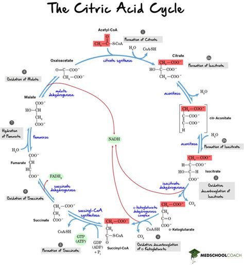 The Krebs Cycle Mcat Biochemistry Medschoolcoach