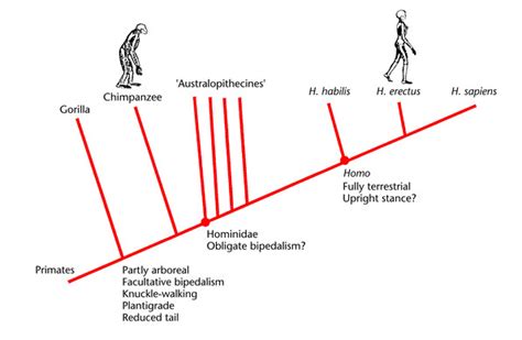 Bipedalism Advantages