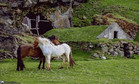 Caballos salvajes - Animales.me