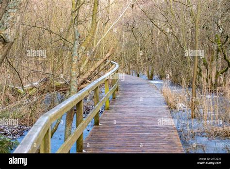 Boardwalk Through A Floodplain Forest Stock Photo Alamy