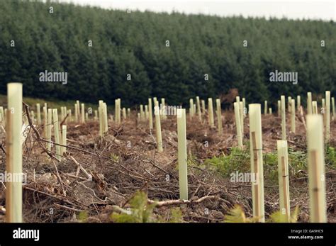 Scottish Borders Feature New Trees In The Scottish Borders Stock Photo