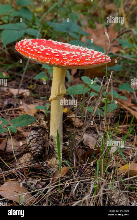 Amanita Muscaria Commonly Known As The Fly Agaric Or Fly Amanita Is A