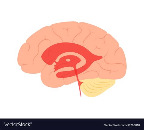 Ventricular system anatomy Royalty Free Vector Image