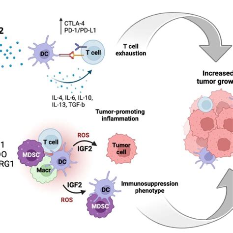 Igf2 Plays A Role In Anti Tumor Immunity Suppression In The Tumor