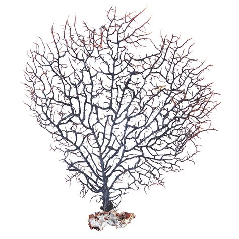 Gorgonian Sea Fan Large Natural Black Dried Coral Branch Wall Art 50cm