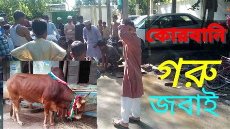 কোরবানি গরু জবাই না দেখলে মিস করবেন Quarbani Cow Kurbani Goru