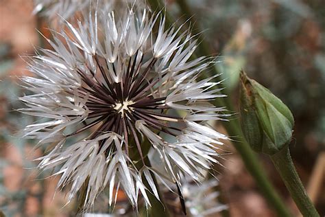 Fotos gratis naturaleza rama fotografía diente de león pétalo