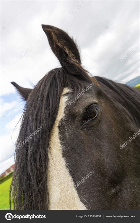 Black Gypsy Horse Aka Gypsy Vanner Irish Cob Poses Close — Stock Photo ...