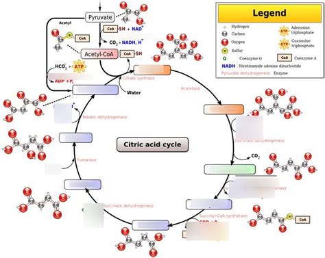 Pdh And Tca Cycle Diagram Quizlet