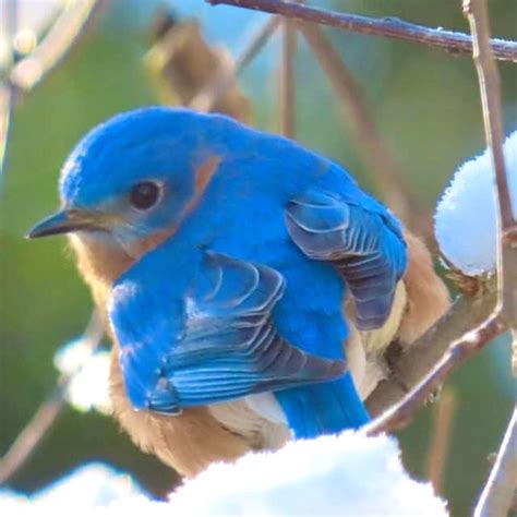 Bluebird In The Snow On Lake Gaston Bracey Virginia By Nancy