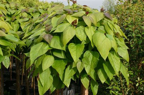 Kugel Trompetenbaum Nana Catalpa Bignonioides Nana Baumschule