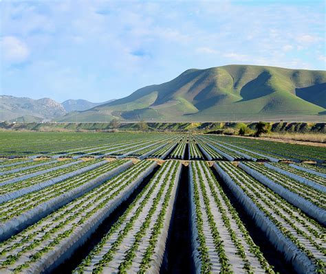 Strawberry Fields Forever Photograph By Floyd Snyder Fine Art America