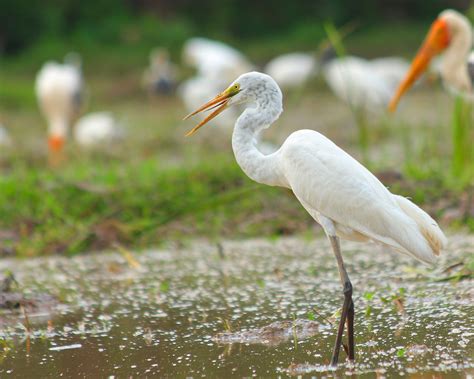 Egret Bird Plumage Free Photo On Pixabay