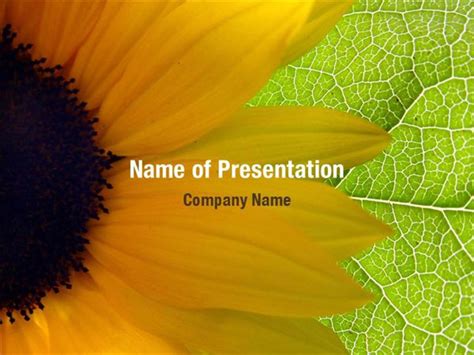 Sunflower Powerpoint Template 50 Koleksi Gambar