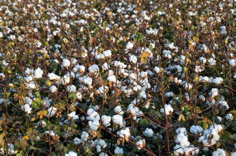 premium photo cotton fields ready  harvesting agriculture