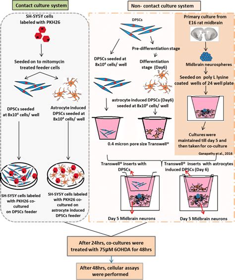 Co Culture Model Of Dpscs Astrocyte Induced Dpscs With Sh Sy5y And