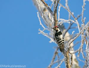 Dendrocopos Minor In Lesser Spotted Woodpecker En Us Fi