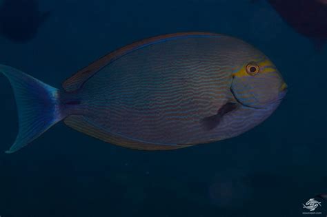 Elongate Surgeonfish Facts And Photographs Seaunseen