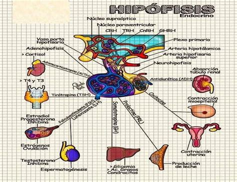 Hipofisis Endocrino Fraii Udocz