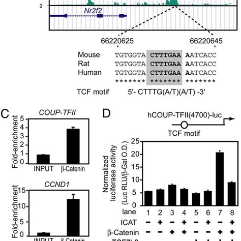 Catenin Associates With Coup Tfii Promoter And Regulates Couptfii Mrna Download Scientific