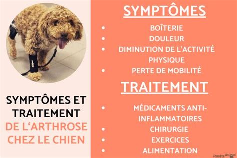 Arthrose Chez Le Chien Sympt Mes Et Traitement