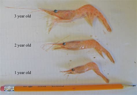 Life Cycle Of Shrimp