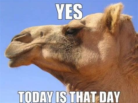 The Best Hump Day Humor Pictures To Brighten Your Wednesday