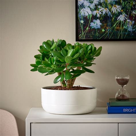 Crassula Ovata Vazoninis Augalas Su Vazonu Pinigų Medis 22 Cm Ikea