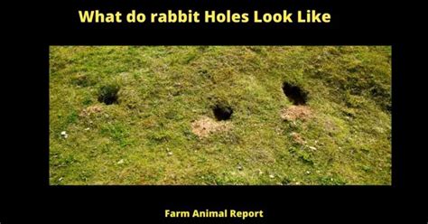 7 Easy Signs What Do Rabbit Holes Look Like 2024 Burrows Hole Pdf