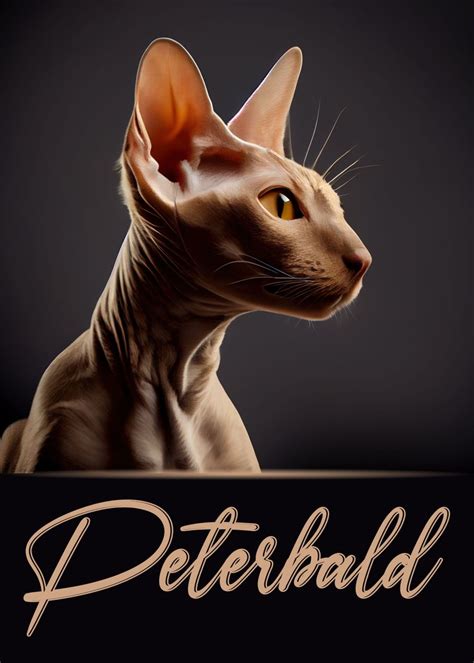 Elegant Peterbald Poster By Artistic Paradigms Displate