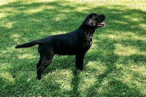 Meet Grace Our Lovely Labrador — Smoky Mountain Labradors