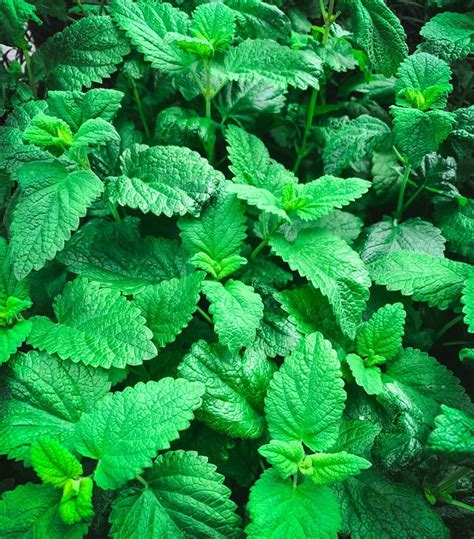 Reasons To Grow Lemon Balm How To Grow Lemon Growing Lemon Balm