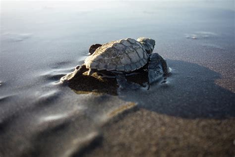 Baby Turtle Walking To The Sea Photograph By Photo By Pfolrev Pixels