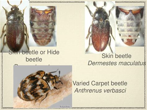 PPT Beetles Of Forensic Importance Pt 2 PowerPoint Presentation