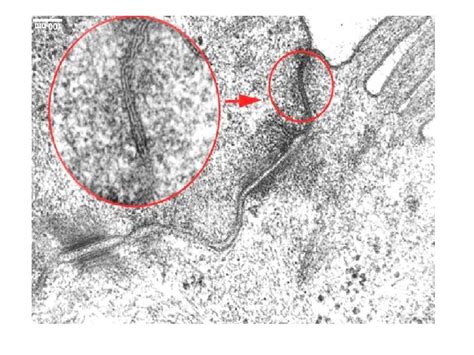 细胞生物学 细胞连接与细胞外基质word文档在线阅读与下载无忧文档