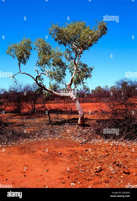 Eucalyptus Snappy Gum Tree Karijini National Park Pilbara Northwest