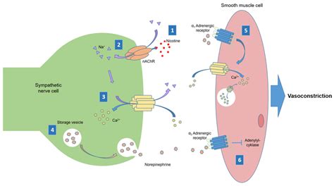 Nicotine stimulation of sympathetic vasoconstriction. 1) Nicotine binds... | Download Scientific ...