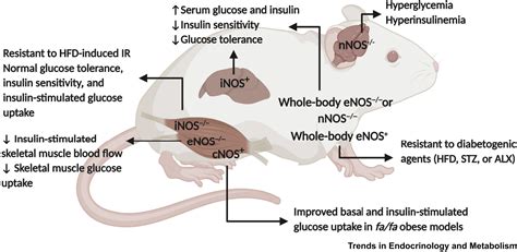 Role Of Nitric Oxide In Insulin Secretion And Glucose Metabolism