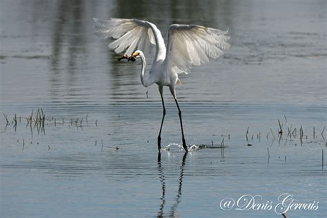 Grande Aigrette Great Egret Ardea Alba Ard Id S Long Flickr