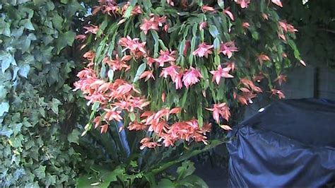 Zygocactus Christmas Cactus For The Northern Hemisphery Massive Flowering Youtube