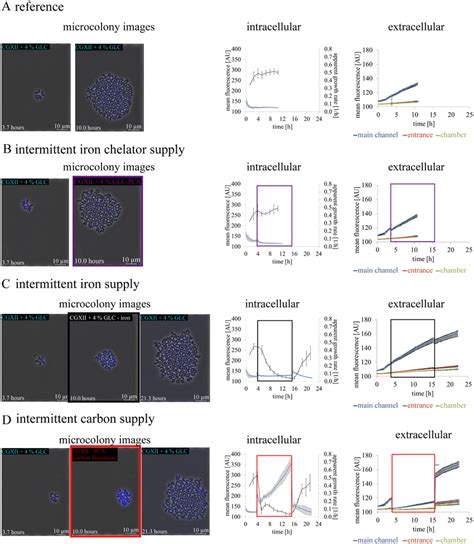 Metabolic Activity Sensing Of C Glutamicum Wild Type At Intermittent