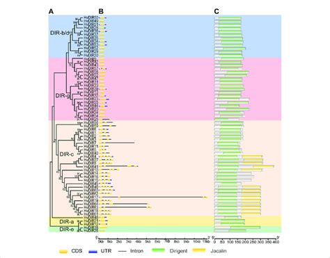 Phylogenetic Tree Exon Intron Structure And Conserved Domains Of