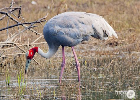 The Sarus Crane - Birding in India - My Photo Blogs